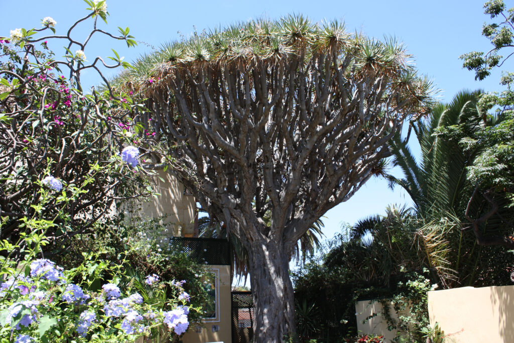 Cafe Orquidea Review