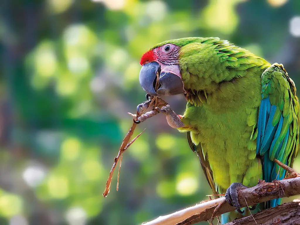 Loro Parque admission included with the Tenerife Twin Ticket from Puerto de la Cruz Loro Parque admission included with the Tenerife Twin Ticket from Puerto de la Cruz