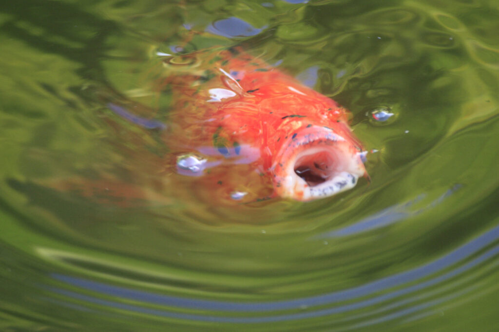 Sitio Litre koi carp pond Koi carp pond in the Sitio Litre Orchid Garden