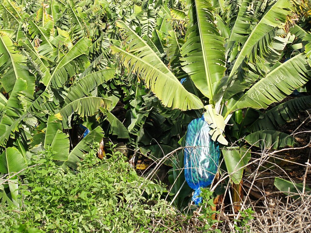 The History of Bananas in Tenerife and Puerto de la Cruz