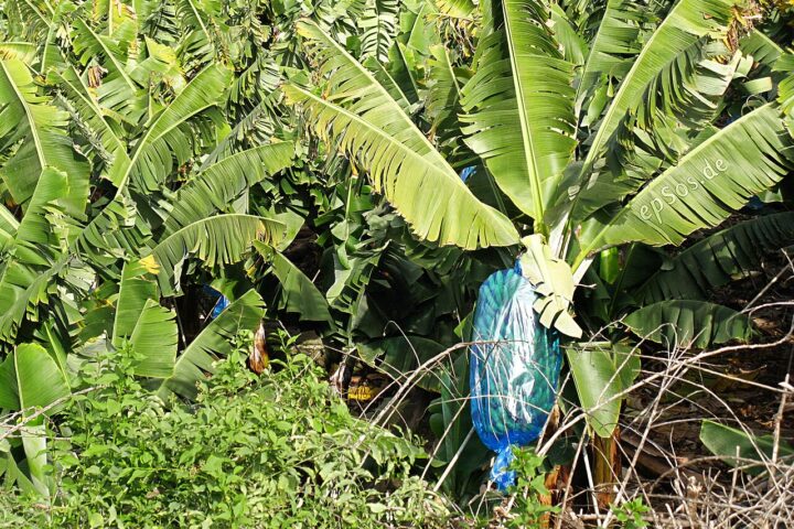 banana-plants-puerto-de-la-cruz-2009-epsos.jpg “Banana plants in Puerto de la Cruz. Photo: epSos.de, CC BY 2.0.”