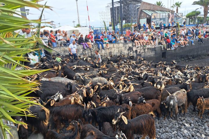 Herd of goats beside the fishing harbour in Puerto de la Cruz, watched by spectators