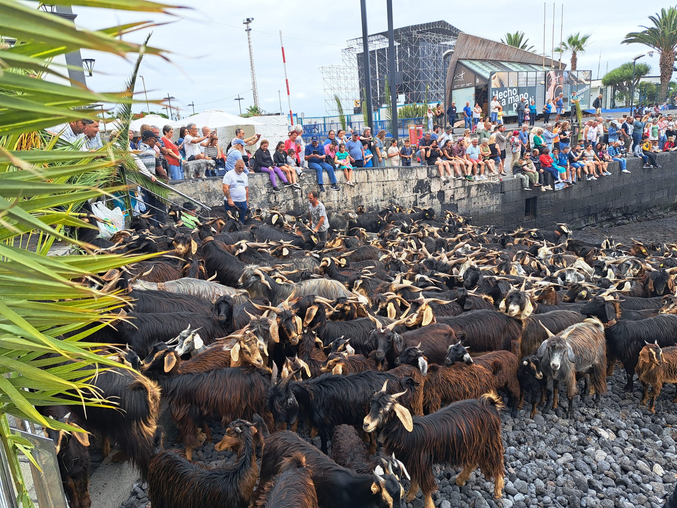 Herd of goats beside the fishing harbour in Puerto de la Cruz, watched by spectators