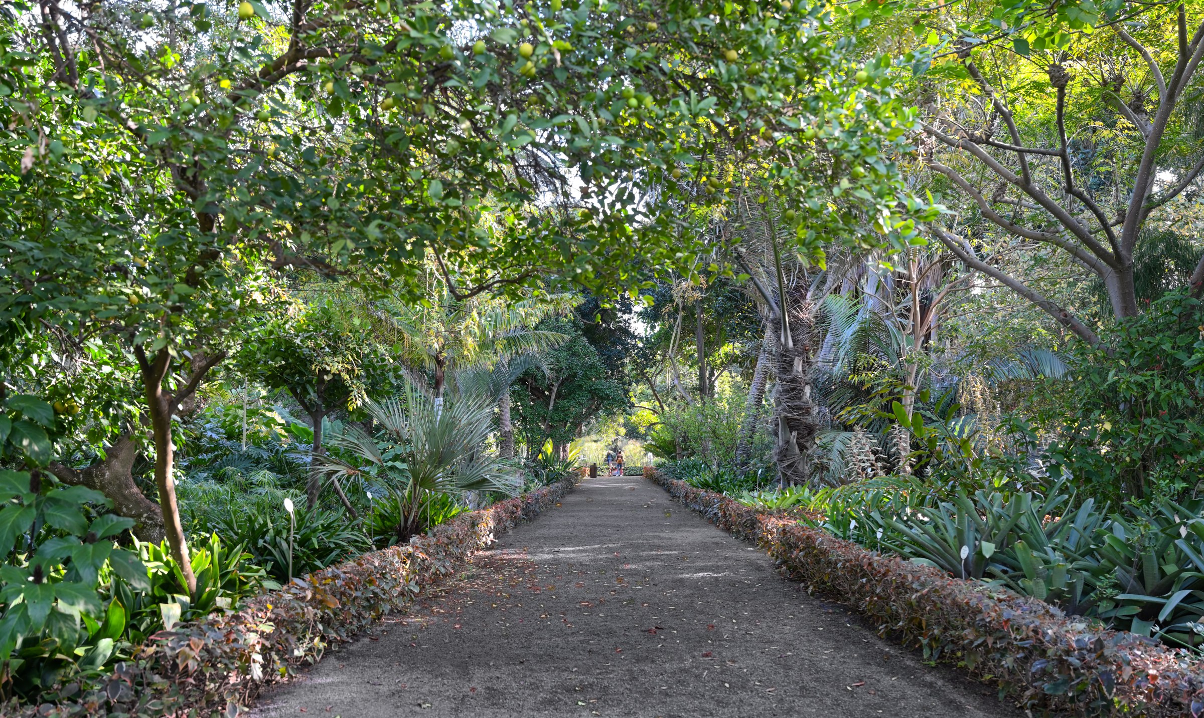 The main alley of the Jardín de Aclimatación in Puerto de la Cruz today. Photograph: Cayambe, 2021; resized for web; CC BY-SA 4.0.