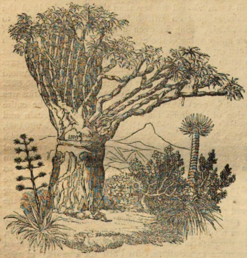 The former giant dragon tree at La Orotava, illustrated in The Penny Magazine in 1832. Artist unknown; public domain. This was a different tree from Sitio Litre’s dragon tree.