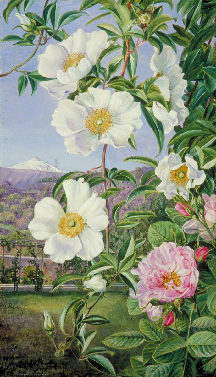 Cherokee Rose with the Peak of Tenerife in the Distance, 1875. Marianne North; Marianne North Gallery, Royal Botanic Gardens, Kew. Public-domain artwork. Cherokee Rose with the Peak of Tenerife in the Distance, 1875. Marianne North; Marianne North Gallery, Royal Botanic Gardens, Kew. Public-domain artwork.