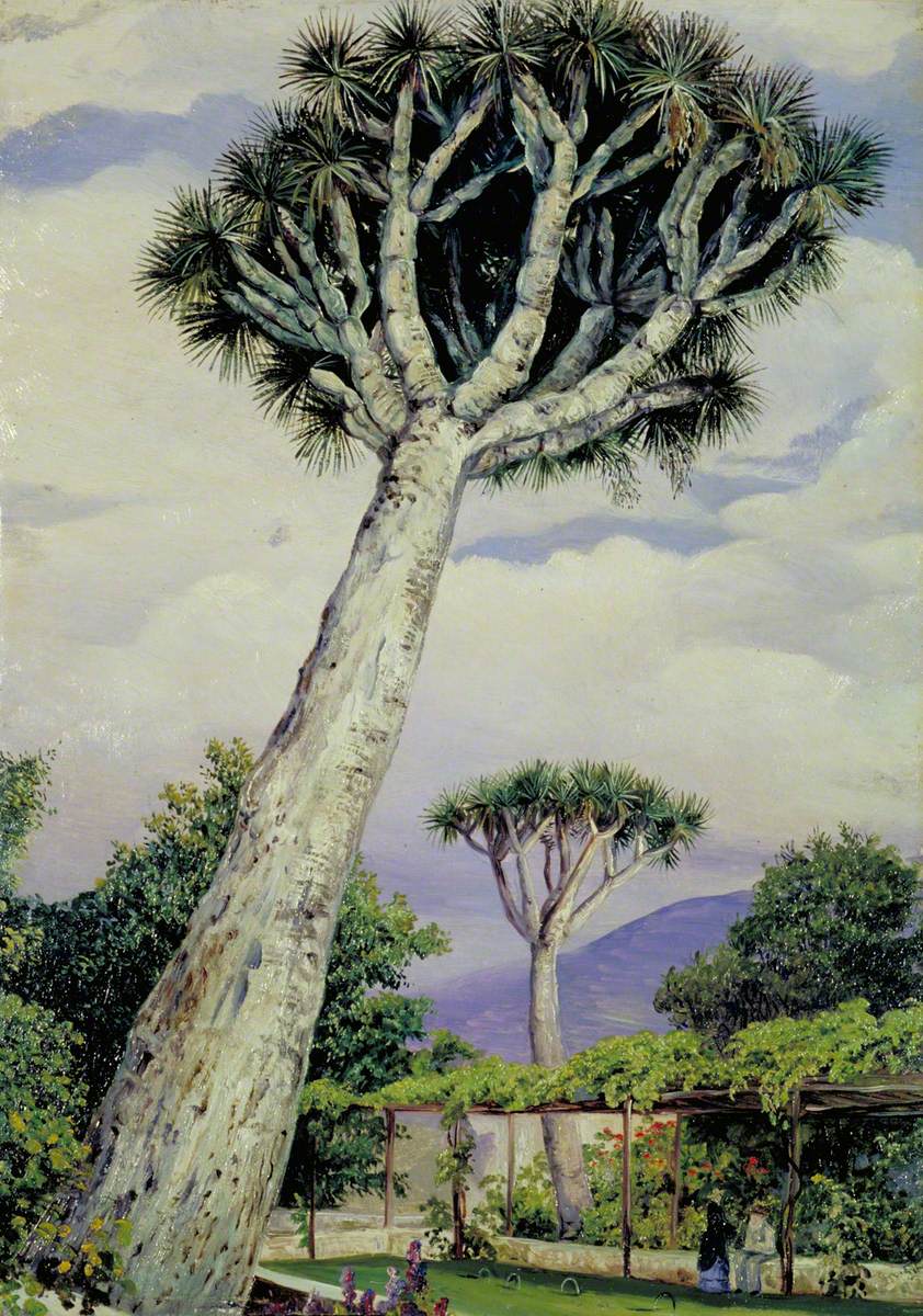 Dragon Tree in the Garden of Mr Smith, Teneriffe, 1875. Marianne North; Marianne North Gallery, Royal Botanic Gardens, Kew. Public-domain artwork. Dragon Tree in the Garden of Mr Smith, Teneriffe, 1875. Marianne North; Marianne North Gallery, Royal Botanic Gardens, Kew. Public-domain artwork.
