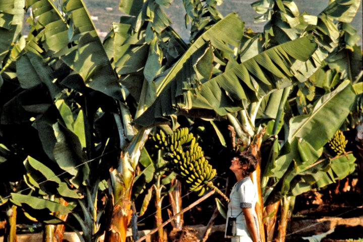 Banana plants in Puerto de la Cruz in December 1974