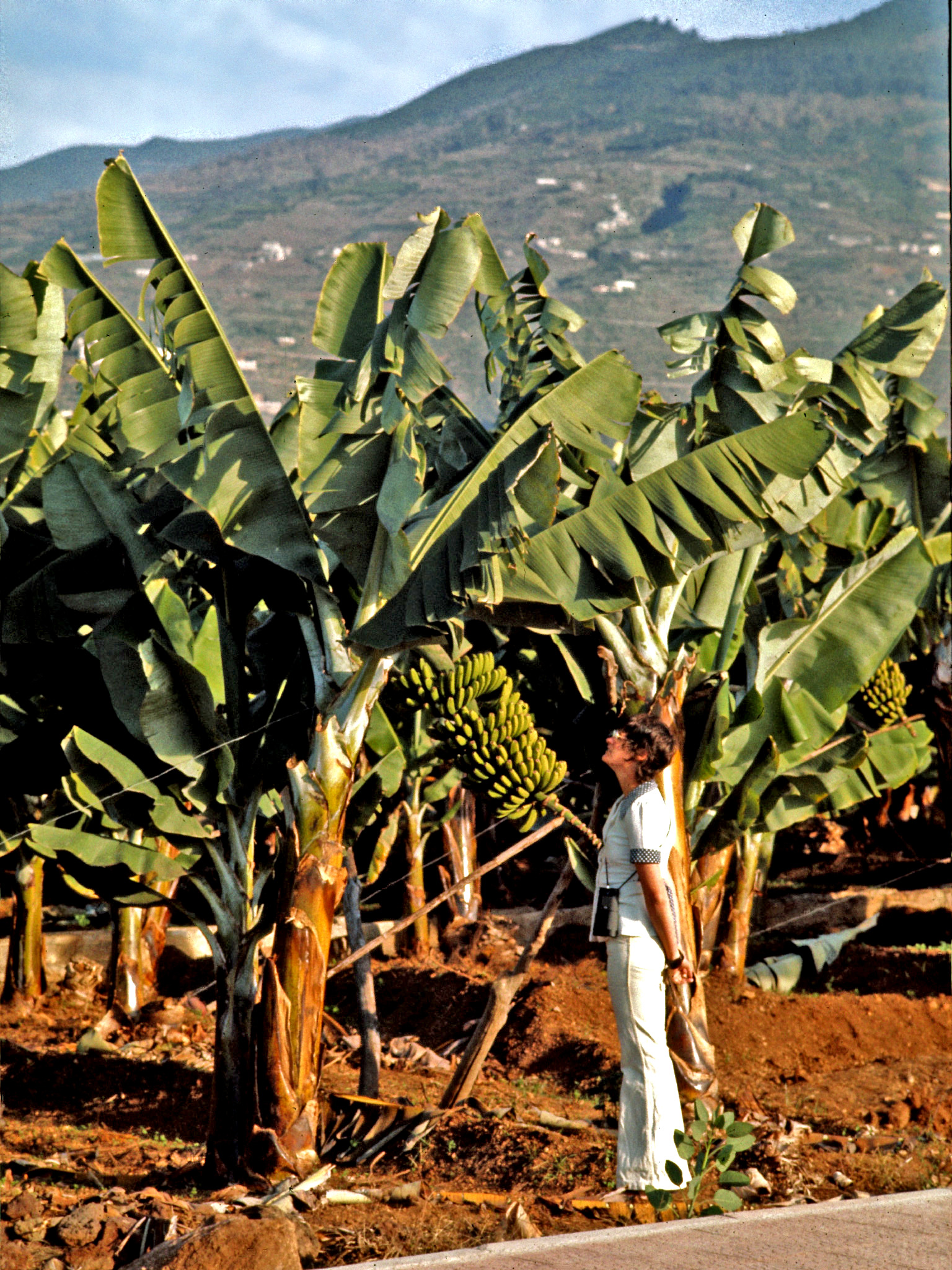 Banana plants in Puerto de la Cruz in December 1974
