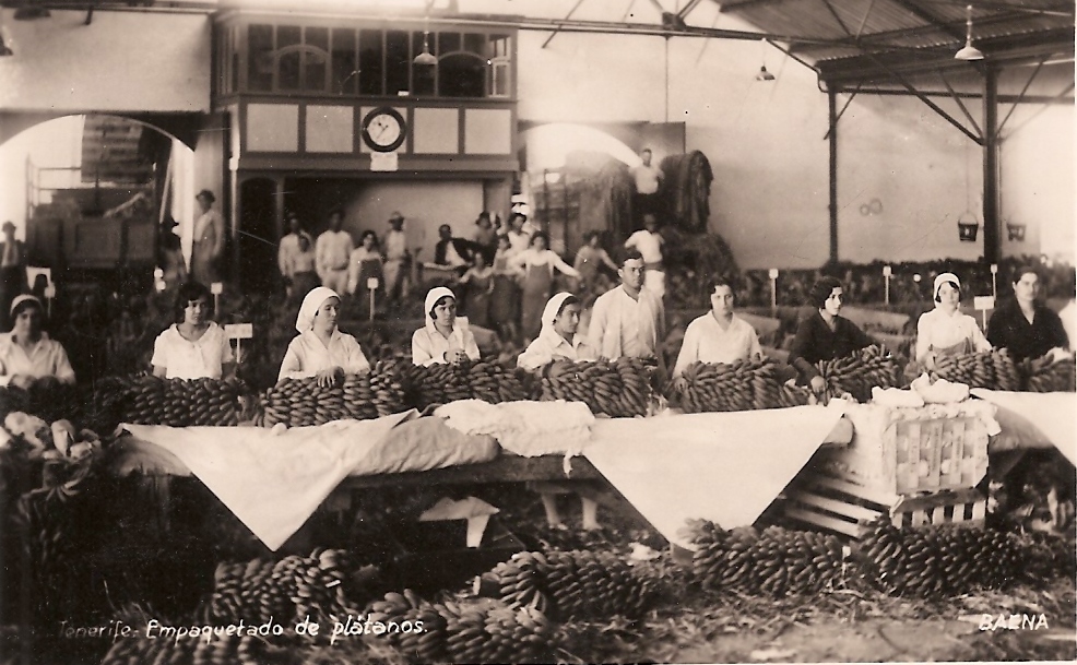 Banana packing in Tenerife, circa 1910 Historic postcard showing workers packing bananas in Tenerife around 1910